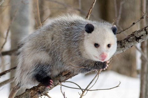 10 интересных фактов об опоссумах