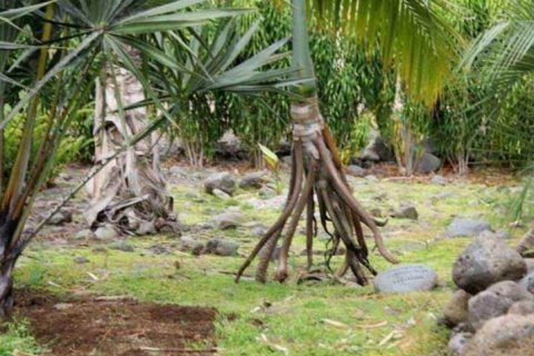 Деревья, которые могут «ходить»: шагающая пальма