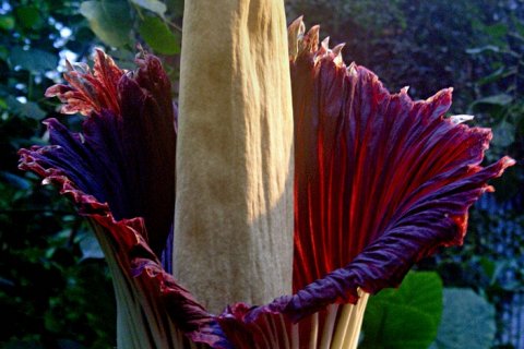 Титан-арум: гигантский цветок, который удивляет мир