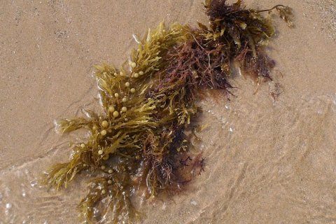 Морские водоросли как строительный материал будущего
