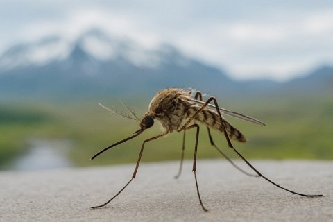 Почему в Исландии нет комаров?
