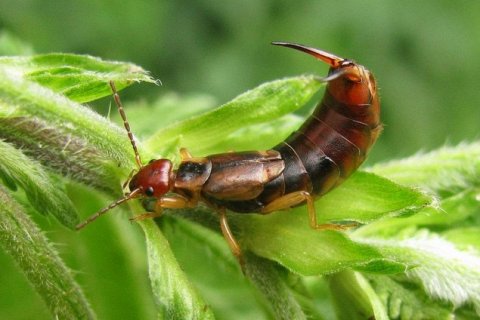 Уховёртка обыкновенная: ночной «санитар» сада