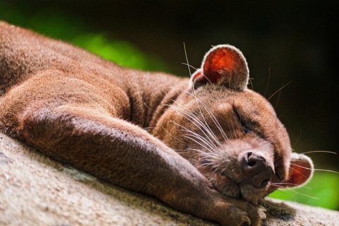 Фосса — загадочный хищник Мадагаскара