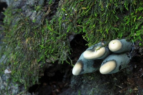 Ксилярия многообразная — «пальцы мертвеца»