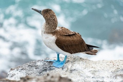 Голубоногая олуша — удивительная морская птица с синими лапками