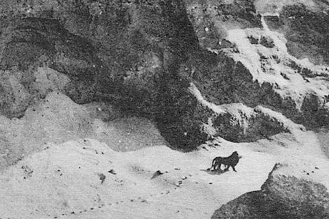 Последний берберийский лев: фото за час до исчезновения всего подвида