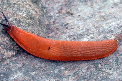 Красный испанский слизень: тихий захватитель огородов и лесов