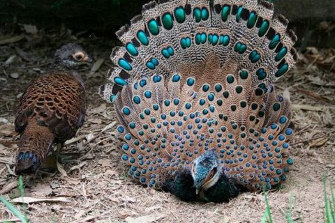 Благородный фазан Борнео: тайный житель тропического леса и его судьба