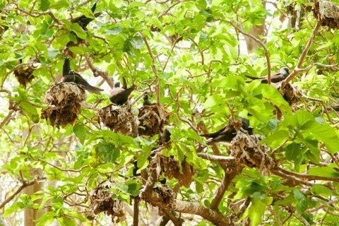 Пизония: дерево-ловушка для птиц