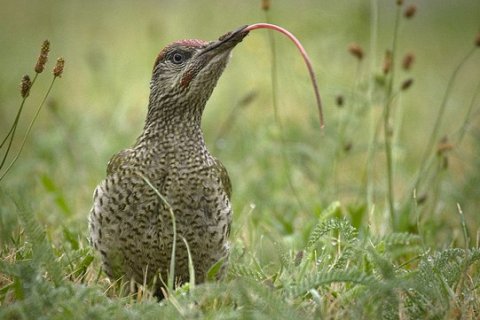 Секрет дятла: как язык защищает мозг от сотрясений