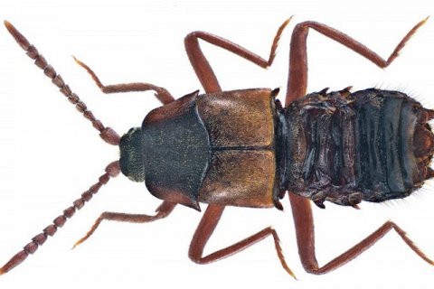 Ломехуза: маленький жук с великой разрушительной силой