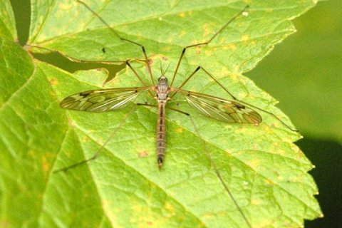 Типула: гигантский «комар», которого не стоит бояться