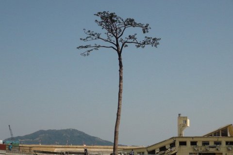 Одинокая сосна Рикудзентаката — символ надежды Японии