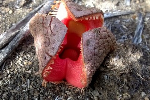 Гиднора африканская — пугающий паразит пустыни