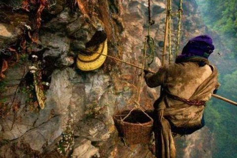 Безумный мед: опасный деликатес из Непала