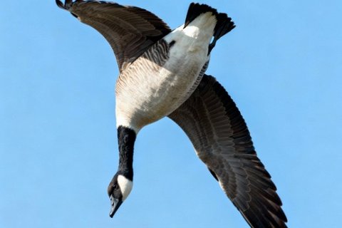 Зачем гуси летают вверх ногами: трюк или стратегия?