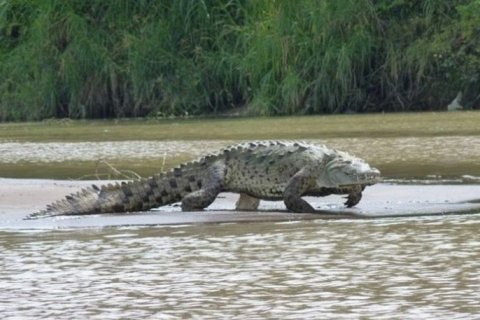 Монстр Танганьики Густав: история нильского крокодила-людоеда