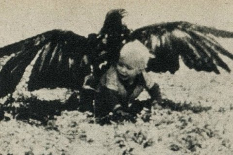 Когда орёл утащил ребёнка: история с острова Лека