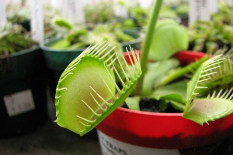 Раскрыт секрет Венериной мухоловки: как растение ловит добычу