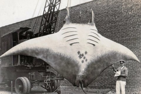 Когда океан выплюнул чудовище: история «дьявольской» манты 1933 года