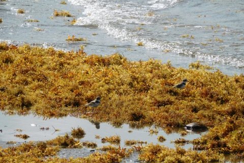 Большой Саргассовый Пояс: как водоросли превратили Атлантику в зону экологического бедствия