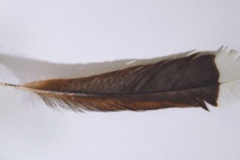 Самое дорогое перо в мире весит всего 9 граммов и стоит почти 30 000 долларов