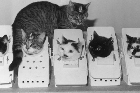 Фелисетт: кошка, которая летала в космос