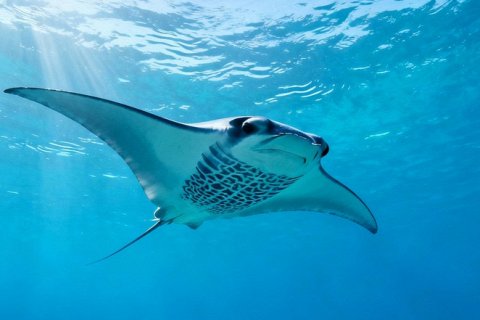 Манты-навигаторы: как гиганты океана читают «карты» природы