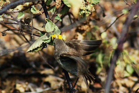 Вампирский вьюрок: единственная в мире птица, питающаяся кровью