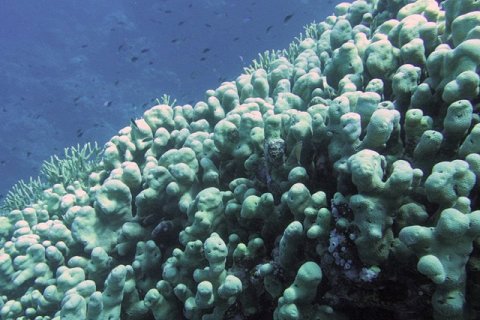 Живой гигант Тихого океана: у Соломоновых островов найден крупнейший коралл на планете