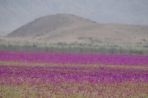 Пустыня Атакама вновь покрылась ковром цветов