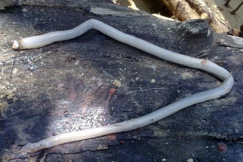 Шашень: морской червь, который изменил историю кораблестроения