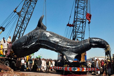 Гигант из глубин: как в Карачи вытащили на берег китовую акулу
