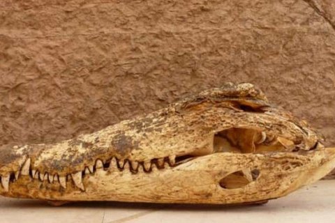 Крокодилы из некрополя Куббет-эль-Хава