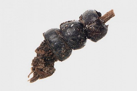 Необычное ожерелье из жуков возрастом 2500 лет найдено в Польше