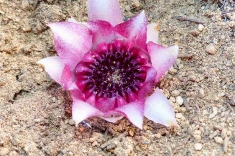 Ризантелла Гарднера — подземная орхидея, цветущая в темноте