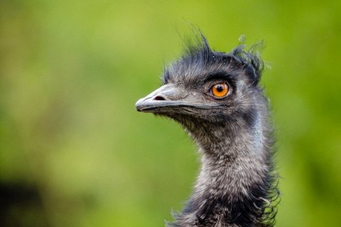 Эму — уникальная птица Австралии с зелёными яйцами