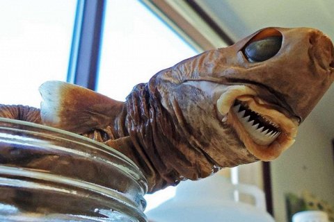 Акула-печенька — загадочный глубоководный хищник