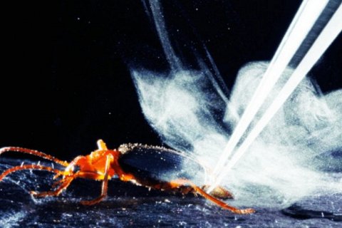 Жук-бомбардир, химическое оружие природы