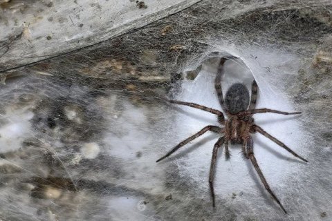 Самая большая паутина в мире: 111 тысяч пауков создали подземный город