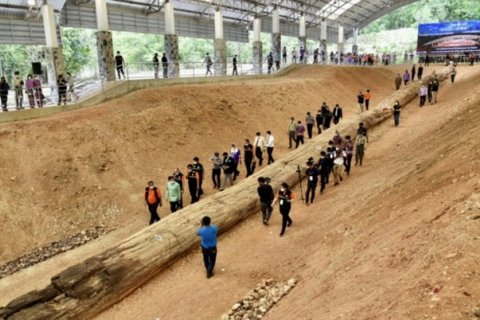 Гигантское окаменевшее дерево Таиланда возрастом в 800 тысяч лет