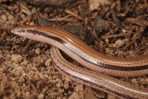Новая подземная ящерица без передних конечностей обнаружена в Австралии