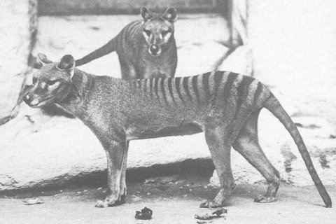 Исчезновение тасманийского тигра: история тилацина