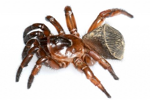 Паук-люк. Удивительный «живой щит» из мира мигаломорф