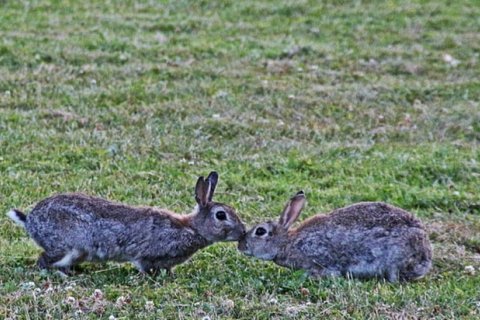 Почему в Австралии почти не едят диких кроликов