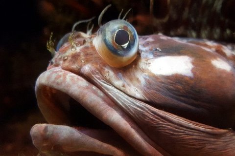 Щучья морская собачка: самый дерзкий хищник тихоокеанских рифов