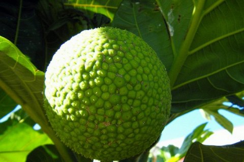 Как хлебный фрукт может помочь победить голод