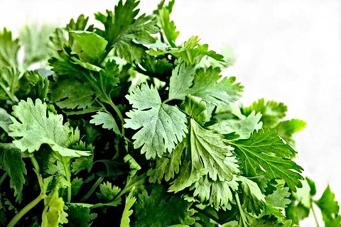 Кинза и здоровье: что говорит наука о привычной зелени