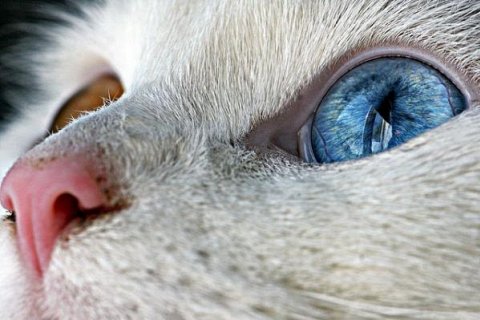 Гетерохромия. Разные цвета глаз у котов