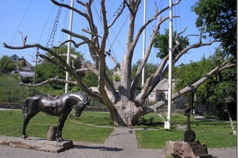 Старинный дуб в Запорожье